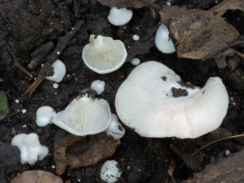 Crepidotus autochthonus